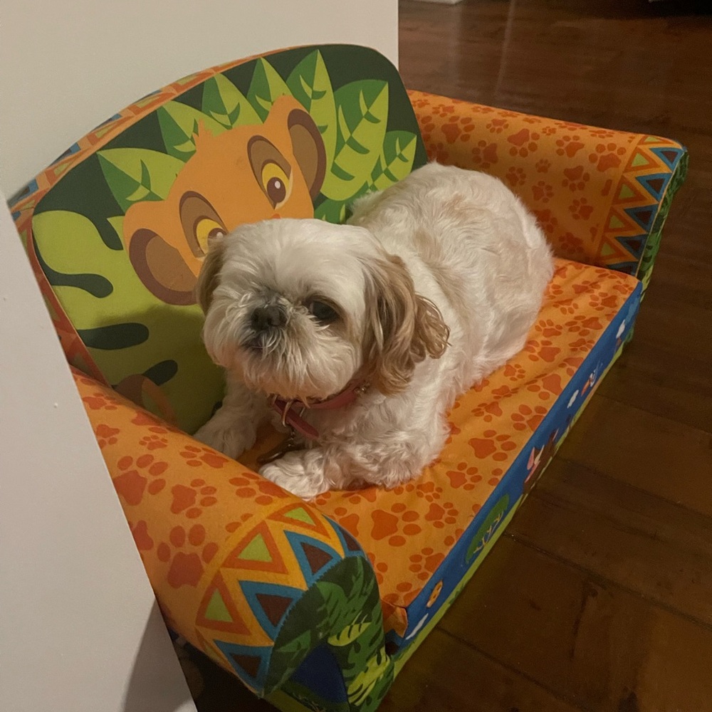 🐶🩷Gem my helper resting on the job 🩷🐶